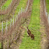 Kangaroos in the vineyard in Barossa Valley, Australia.